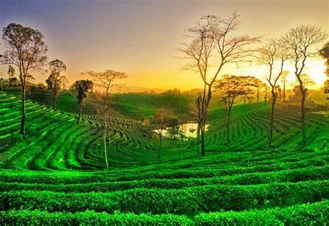 Assam Meghalaya Trip