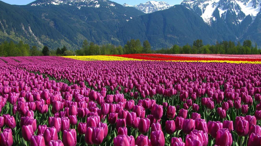 Jannat-E-Kashmir (6 days) FJKL6 Jannat-E-Kashmir (6 days) FJKL6